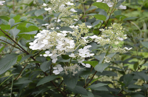 Hydrangea paniculata 'Little Quick Fire'