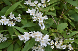 Deutzia gracilis 'Nikko'