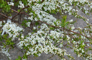 Spirea thunbergii 'Ogon'