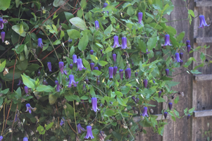 Clematis 'Rooguchi'