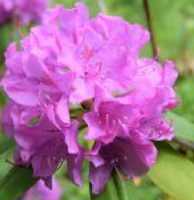 Rhododendron 'English Roseum'