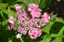 Hydrangea macrophylla 'Edgy Orbits'