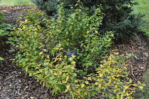 Shepherdia canadensis