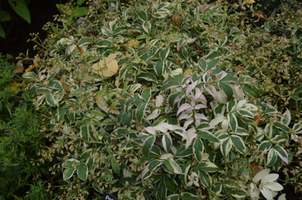 Polemonium reptans 'Touch Of Class'