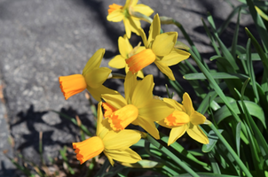 Narcissus 'Jetfire'