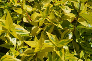 Abelia x grandiflora 'Kaleidoscope'