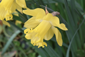 Narcissus 'Spellbinder'