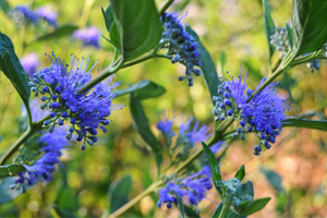 Caryopteris x clandonensis 'Blue Mist'