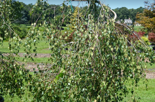 Betula pendula 'Youngii'