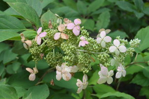 Hydrangea paniculata 'Big Ben'