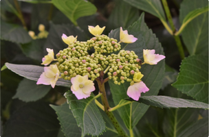 Hydrangea macrophylla 'Maculata'