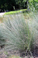 Muhlenbergia 'Pink Flamingo'