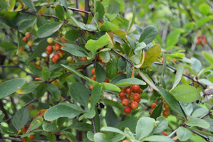 Berberis koreana