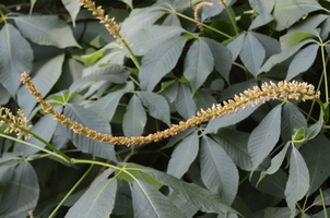 Aesculus parviflora var. serotina 'Rogers'