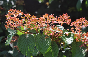 Viburnum plicatum f. tomentosum 'Mariesii'