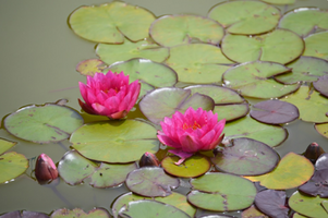 Nymphaea 'James Brydon'