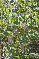 Cercis canadensis f. alba