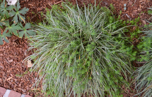 Carex morrowii 'Variegata'