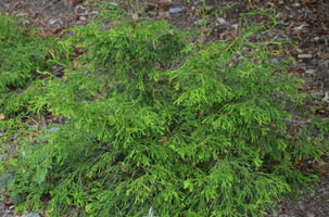 Chamaecyparis obtusa 'Lemon Twist'