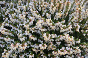 Erica x darleyensis 'Mediterranean White'