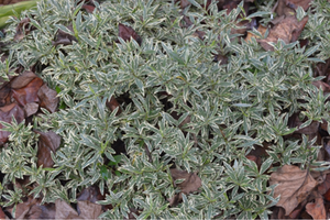 Gardenia jasminoides 'Radicans Variegata'