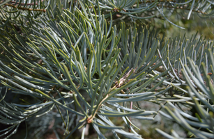 Abies concolor 'Candicans'