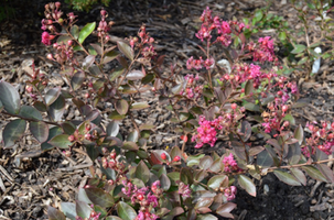 Lagerstroemia indica 'Infinitini Magenta'