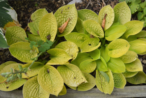 Hosta 'Maui Buttercups'