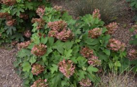 Hydrangea quercifolia 'Munchkin'