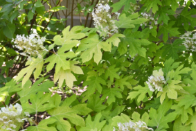 Hydrangea quercifolia 'Little Honey'