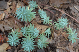 Euphorbia 'Blue Haze'