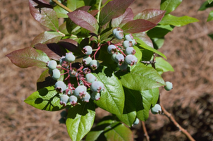 Vaccinium corymbosum