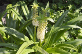 Eucomis comosa