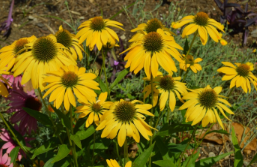 Echinacea 'Leilani'