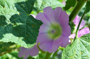 Alcea rosea