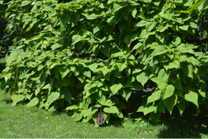 Catalpa speciosa