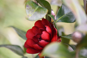 Camellia japonica 'Black Tie'