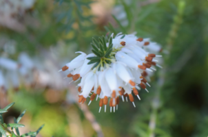 Erica carnea 'Springwood White'