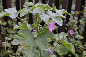 Malva sylvestris