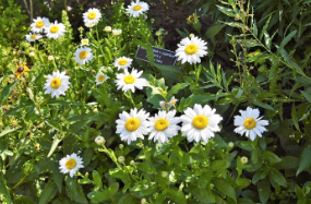 Leucanthemum x superbum