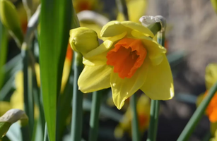 Narcissus 'Ambergate'