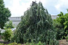 Fagus sylvatica 'Pendula'