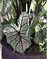 Caladium 'Canidum'