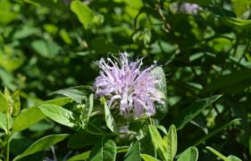 Monarda didyma