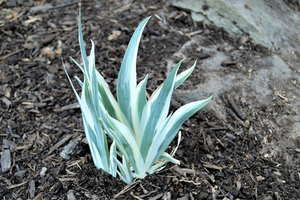 Iris pallida 'Variegata'