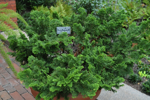 Chamaecyparis obtusa 'Nana Gracilis'