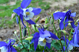 Aquilegia 'Spring Magic Blue and White'