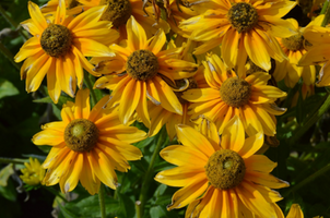 Rudbeckia hirta 'Prairie Sun'