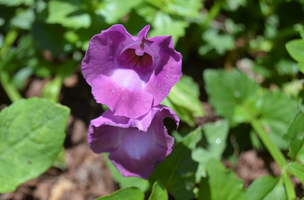 Torenia fournieri