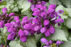 Lamium maculatum 'Orchid Frost'